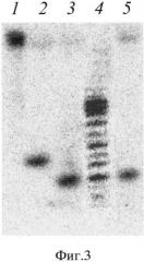 Рекомбинантный штамм бактерий escherichia coli n41 (pbpun4/mr)-продуцент сайт-специфической эндонуклеазы рестрикции bpun4i (патент 2529362)