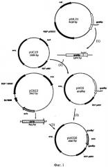 Штамм бактерий bacillus pumilus 2a-5 с низкой протеолитической активностью, повышенной активностью фосфатазы, способ его получения и применения (патент 2511416)