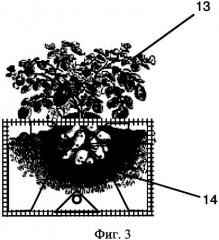 Устройство и способ для интенсивного выращивания картофеля (патент 2558394)