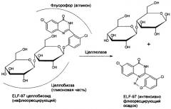 Субстраты из класса олигосахаридов для детектирования эндо-гликозидгидролаз в присутствии экзо-действующих ферментов (патент 2378282)