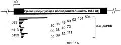 Малые молекулы рнк, опосредующие интерференцию рнк (патент 2470073)