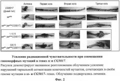 Способ оценки фармакологических и токсикологических свойств веществ - радио-, токсикопротекторов и радио-, токсикосенсибилизаторов (патент 2534822)