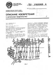 Способ получения саженцев плодовых растений воздушными отводками (патент 1068069)