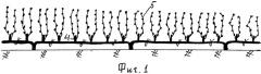 Способ формирования виноградного куста (патент 2542526)