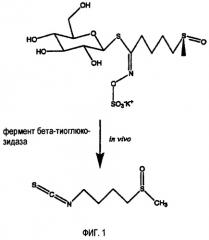 Глюкозинолаты и бета-тиоглюкозидазы, покрытые энтеросолюбильной оболочкой (патент 2477126)