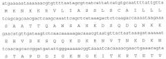 Лейкоцидины staphylococcus aureus, терапевтические композиции и их применение (патент 2644237)