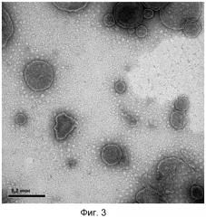 Микровезикулы, происходящие из протопластов клеток, и их применение (патент 2570636)