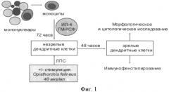 Способ нагрузки дендритных клеток антигеном инфекционного происхождения opisthorchis felineus (патент 2486238)