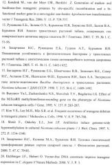 Рекомбинантная плазмида pbm и способ получения с ее использованием безмаркерных трансгенных растений, синтезирующих целевые продукты (патент 2410433)