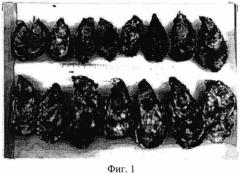 Способ выращивания гетерозисных личинок гигантской устрицы crassostrea gigas (th) (патент 2548104)