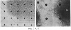 Способ оценки морфофункционального состояния диференцированных в дофаминергические нейроны индуцированных плюрипотентных стволовых клеток больных паркинсонизмом (патент 2501853)