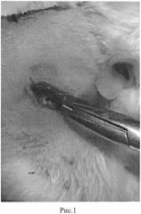 Способ оперативного доступа к лопатке в эксперименте на крысе (патент 2550938)