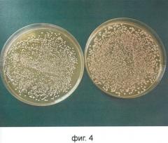 Композиция штаммов рода lactobacillus для производства лекарственного средства (патент 2465320)