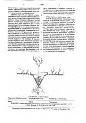 Способ выращивания посадочного материала (патент 1746944)
