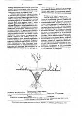 Способ выращивания посадочного материала (патент 1746944)