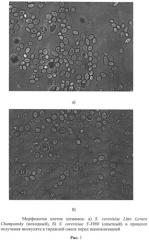 Штамм дрожжей saccharomyces cerevisiae для производства шампанского (патент 2526493)