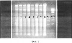 Способ определения простейших blastocystis spp. с различной степенью вирулентности (патент 2520742)