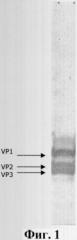 Штамм virus hepatitis a hominis для приготовления вакцинных и диагностических препаратов (патент 2306336)