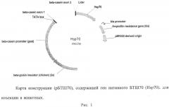 Генетическая конструкция рбтш70 для экспрессии основного человеческого стресс белка в молоке трансгенных животных (патент 2644663)