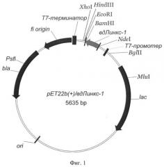 Рекомбинантная плазмидная днк pet22b(+)/вд-линкс1, кодирующая белок со свойствами линкс1, и штамм бактерий escherichia coli bl21(de3)/pet22b(+)/вд-линкс1-продуцент белка со свойствами линкс1 человека (патент 2404246)