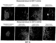 Получение гамкергических нейронов in vitro из эмбриональных стволовых клеток и их применение при лечении неврологических расстройств (патент 2380410)