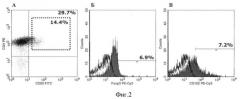 Способ получения популяции cd4+cd25+foxp3+ т-лимфоцитов человека ex vivo, способ лечения заболевания (патент 2391401)