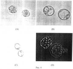 Способ лазерного слияния бластомеров внутри ранних доимплантационных эмбрионов млекопитающих без нарушения их целостности (патент 2495932)