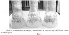 Питательная среда для микроразмножения лимонника китайского (schisandra chinensis (turcz.) baill.) в условиях in vitro (патент 2440414)