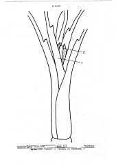 Способ определения состояния соцветий у калл эфиопских (патент 518183)
