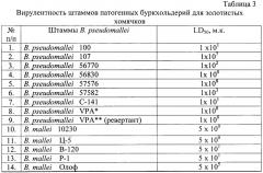 Способ косвенной оценки вирулентности штаммов патогенных буркхольдерий по признаку цитопатогенности (патент 2485182)