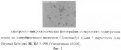 Штамм clonostachys solani f. nigrovirens (van beyma) schroers - биодеструктор термопластичного полиуретана и латекса на основе акриловой кислоты (патент 2415917)