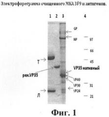 Штамм гибридных клеток животного mus musculus l. 3f9 - продуцент моноклональных антител, пригодных для использования в иммуноферментной системе формата "сэндвич" для выявления белка vp35 вируса марбург, и моноклональные антитела 3f9, продуцируемые указанным штаммом гибридных клеток (патент 2393220)