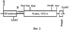 Способ суперпродукции в растении антител против онкогена her2/neu (патент 2370280)