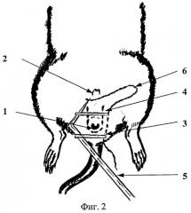 Способ создания низкой обтурационной кишечной непроходимости у лабораторных животных (патент 2376649)
