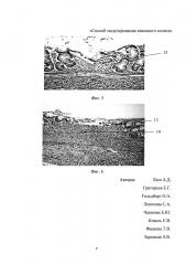 Способ моделирования язвенного колита (патент 2604044)