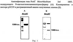 Способ ферментативного получения пента-n-ацетилхитопентаозы (патент 2460800)