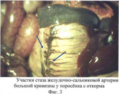Способ вскрытия желудка свиней для проведения патоморфологических исследований (патент 2559150)