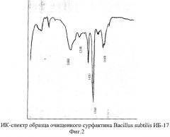 Штамм бактерий b. subtilis - продуцент сурфактина (патент 2270858)