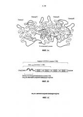 Антитело к аннексину а1 (патент 2596403)