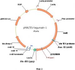 Рекомбинантная плазмидная днк pmaltev-legumain, кодирующая полипептид, обладающий антигенными свойствами белка легумаин opisthorchis felineus, и штамм e.coli bl 21(de3)plyss-pmaltev-legumain - продуцент рекомбинантного полипептида, обладающего антигенными свойствами белка легумаин opisthorchis felineus (патент 2496876)