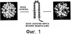 Вирусоподобные частицы, содержащие белки-мишени, слитые с белками оболочки растительных вирусов (патент 2571223)