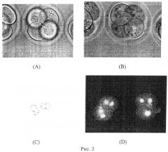 Способ лазерного слияния бластомеров внутри ранних доимплантационных эмбрионов млекопитающих без нарушения их целостности (патент 2495932)