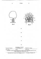 Способ выращивания древесно-кустарниковых растений (патент 1727696)