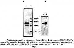 Рекомбинантный штамм дрожжей hansenula polymorpha - продуцент главного капсидного белка l1 вируса папилломы человека типа 16 (патент 2546241)