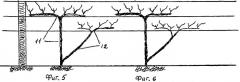 Способ ведения виноградных кустов (патент 2265992)