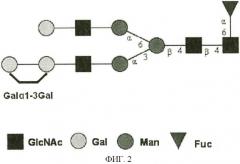 Содержащие галактоза-альфа-1,3-галактозу n-гликаны в гликопротеиновых продуктах, полученных из клеток сно (патент 2484142)