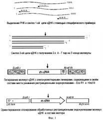 Способ получения бактериофагов, специфично связывающихся с клетками-мишенями и предназначенных для терапевтических целей (патент 2263146)