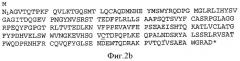 Одноцепочечные рекомбинантные т-клеточные рецепторы (патент 2355703)