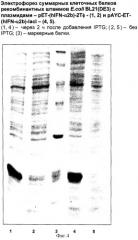 Штамм escherichia coli bl21 (de3)[payc-et-(hifn- 2b)-iaci]-продуцент рекомбинантного человеческого альфа-2b интерферона и способ его культивирования (патент 2303063)
