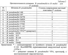 Способ косвенной оценки вирулентности штаммов патогенных буркхольдерий по признаку цитопатогенности (патент 2485182)